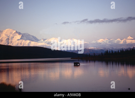 Alaska moose, Tundra moose, Yukon moose (Alces alces gigas), cow in a scenic lake, USA, Alaska, Denali NP, Sept 99. Stock Photo