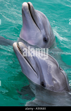 Closeup heads of two Atlantic bottlenose dolphins Tursiops truncatus Stock Photo