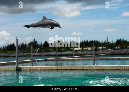 Atlantic bottlenose dolphins Tursiops truncatus jumping for display in enclosure of UNEXSO Grand Bahama Island Bahamas Stock Photo