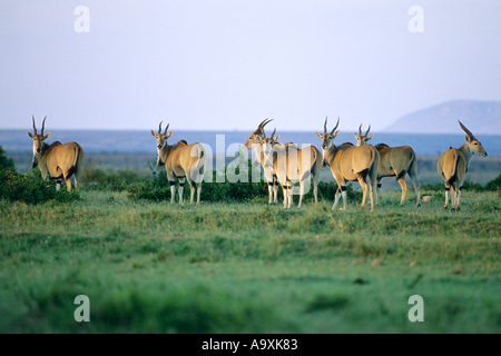 Eland (Tragelaphus oryx), group of eland, Kenya, Masai Mara National Reserve, Nov 01. Stock Photo