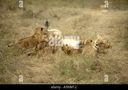 African lion (Panthera leo), lioness nursing five lion cubs, Kenya, Masai Mara National Reserve, Nov.01. Stock Photo