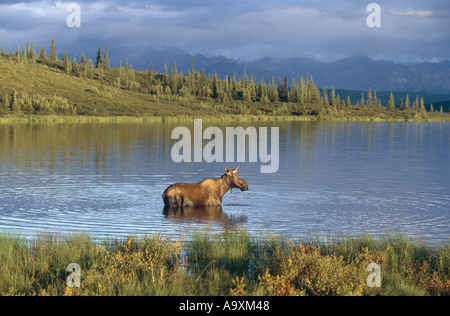 Alaska moose, Tundra moose, Yukon moose (Alces alces gigas), cow in a scenic lake, USA, Alaska, Denali NP, Sep98. Stock Photo