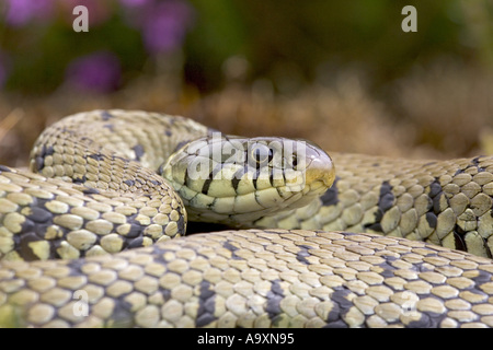 grass snake (Natrix natrix), basking on heathland, United Kingdom, England, Dorset, Hartland Heath Stock Photo