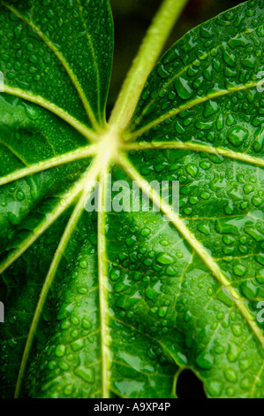 Close up of Japonica leaf, with water droplets on surface Stock Photo