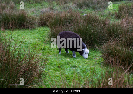 Grazing Sheep, Rosthwaite, Lake District, Cumbria, England, UK Stock Photo