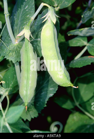 sugar pea (Pisum sativum var. macrocarpon), fruit, pods. Stock Photo