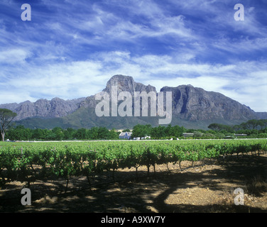 BOSCHENDAL MONUMENT VINEYARD MOUNT GROOT DRAKENSTEIN WESTERN CAPE SOUTH AFRICA Stock Photo