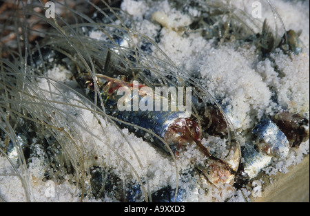 Fresh fish caught at Essaouira harbour, Morocco North Africa Stock Photo