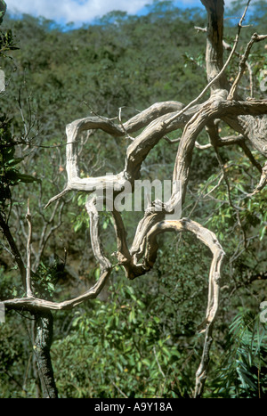 Dead tree in wooded savanna called cerrado in Chapada dos Veadeiros Goias Brazil Stock Photo