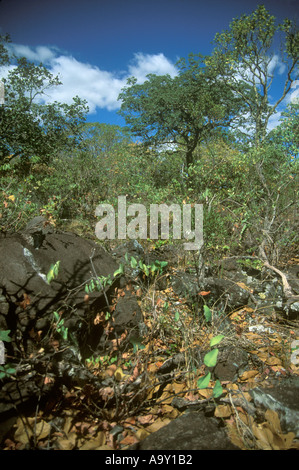 Wooded savanna called cerrado in the Chapada dos Veadeiros in Goias Bazil. The cerrado is a biodiversity hotspot. Stock Photo