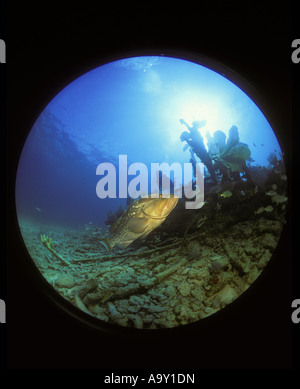 Red grouper Epinephelus morio near wreckage from the Civil War wreck Key Largo Florida Stock Photo