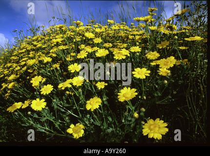 Corn Marigolds an arable weed growing at edge of field in Pembrokeshire Coast National Park Stock Photo