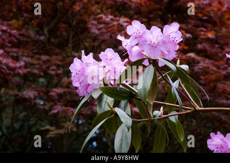 rhododendron bright pink purple flowers in bloom exploding from foliage against a deep dark russet coloured shrubbery Stock Photo