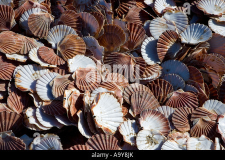 scallop shells Stock Photo