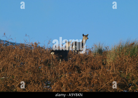 two deer in bracken on the crest of a hill looking alarmed disturbed in wonderment ready to bolt Stock Photo