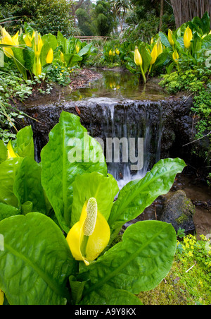 lysichiton americanus - yellow skunk cabbage Stock Photo