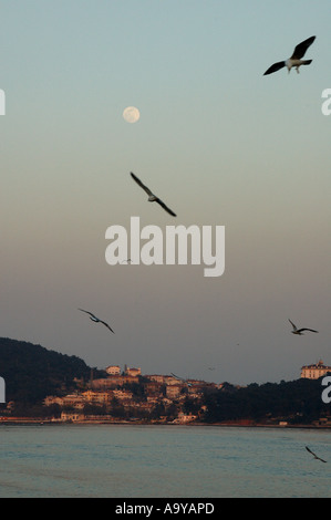 The moon rising over the princes islands, turkey, with silhouettes of gulls Stock Photo