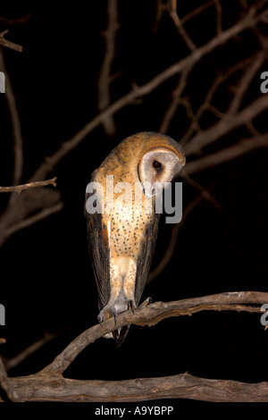 Barn Owl at Night - Tyto alba Stock Photo