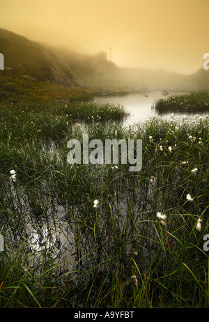 Swamp landscape, cotton grass in mist, at Lysevegen, Forsand, Rogaland, Norway Stock Photo
