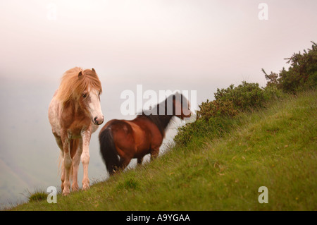 WILD PONIES ON BLACK HILL IN HEREFORSHIRE UK 2005 Stock Photo