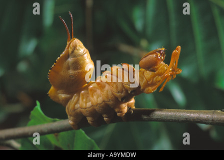 Lobster Moth (Stauropus fagi) Stock Photo