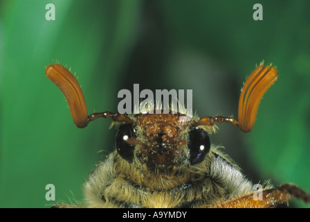 Cockchafer (Melontha melontha) order Coleoptera, Stock Photo