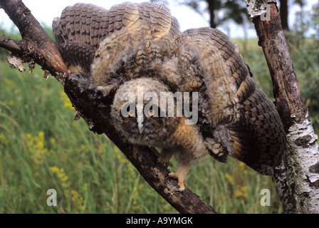 Long-eared Owl (Asio otus) Genus Asio, fledgling, threatening gesture Stock Photo