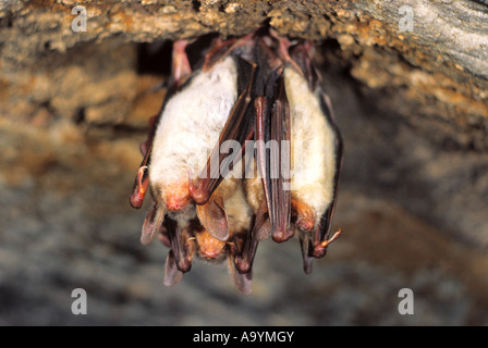 Greater Mouse-eared Bat (Myotis myotis) , hibernating in a cave Stock Photo