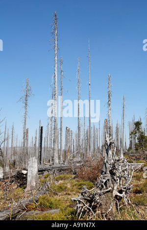 Forest with dead spruces, Bayerischer Wald National park, Lower Bavaria, Germany Stock Photo