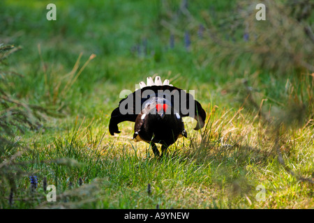 Black Grouse (Lyrurus tetrix, Tetrao tetrix), Bavaria, Germany Stock Photo