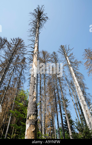 Dead trees after bark beetle attack, National park Bayerischer Wald, Bavarian Forest, Lower Bavaria, Germany Stock Photo