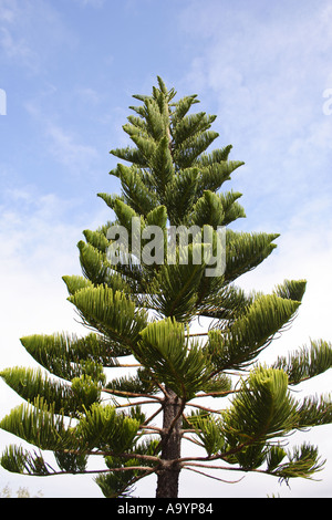 PINE TREE POINT CARTWRIGHT QUEENSLAND AUSTRALIA BAPD1718 Stock Photo