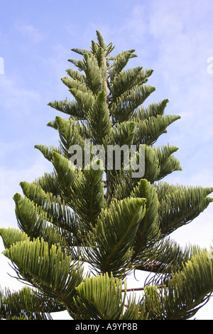 PINE TREE POINT CARTWRIGHT QUEENSLAND AUSTRALIA BAPD1719 Stock Photo