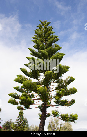 PINE TREE POINT CARTWRIGHT QUEENSLAND AUSTRALIA BAPD1722 Stock Photo