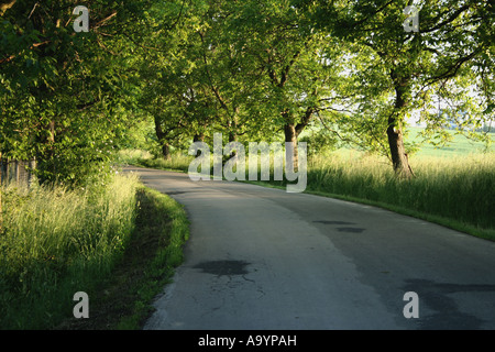 Quiet rural road winding through a lush green landscape with trees lining the path, creating a serene and peaceful atmosphere. Stock Photo