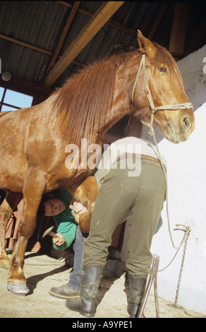 Farriers Shoe a Horse in Romania Stock Photo