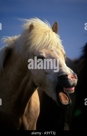 FACIAL EXPRESSION ICELANDIC HORSE SKOGAR ICELAND Stock Photo