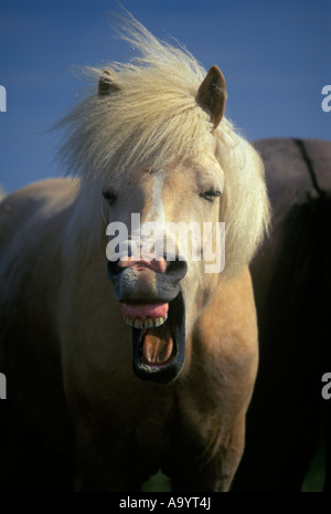 FACIAL EXPRESSION ICELANDIC HORSE SKOGAR ICELAND Stock Photo