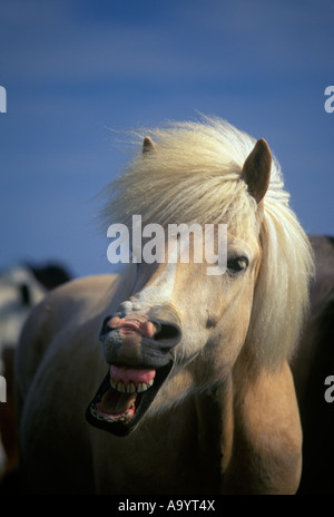 FACIAL EXPRESSION ICELANDIC HORSE SKOGAR ICELAND Stock Photo