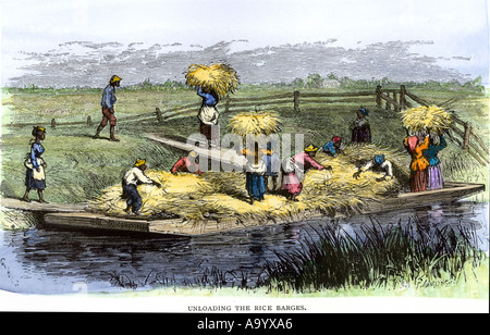 African American slaves loading rice barges in South Carolina 1800s. Hand-colored woodcut Stock Photo