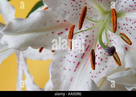 Kyoto Lily against a yellow background Stock Photo
