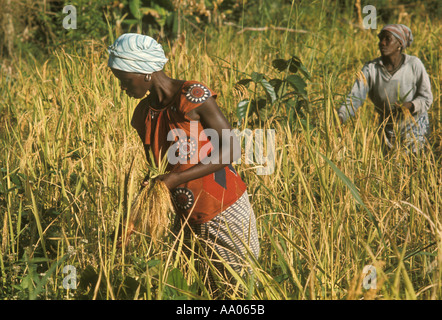 Woman of the Kpelle ethnic group harvesting rice in a slash and burn garden in Liberia, West Africa. The Kpelle are the largest ethnic group of Liberia. Stock Photo