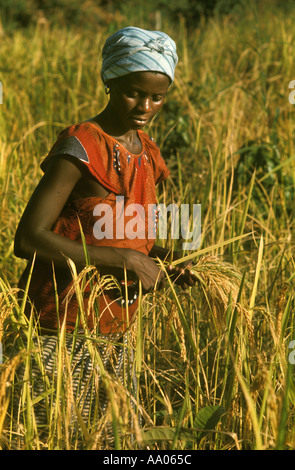 West Africa, Liberia, Slash-and-burn agriculture. Woman of Kpelle ethnic group harvesting rice. Stock Photo