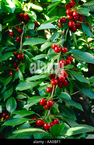 Agriculture - Closeup of mature harvest ready Bing cherries on the tree / Morgan Hill, California, USA. Stock Photo