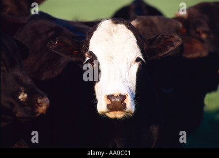 Livestock - Closeup of a Black Baldie beef stocker steer in late afternoon light / Elwood, Texas, USA. Stock Photo