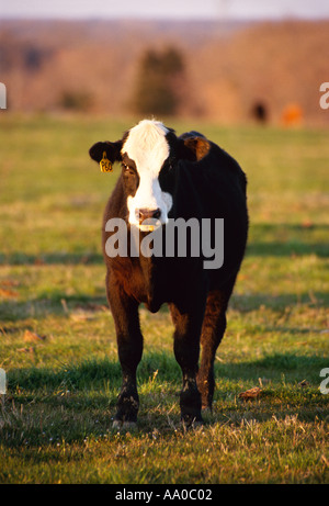 Livestock - Black Baldie beef stocker steer on a green wheat pasture in late afternoon light / Elwood, Texas, USA. Stock Photo