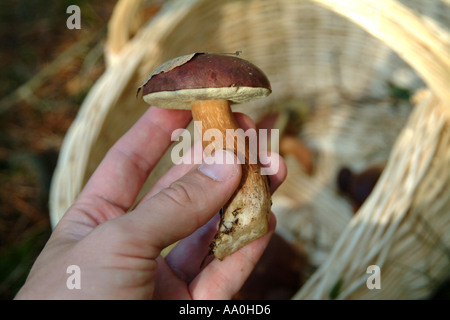 pilze sammeln im wald collecting mushrooms in the forest Stock Photo