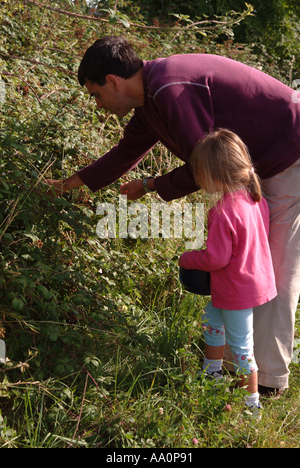 Little girl picking wild blackberries with her father Stock Photo