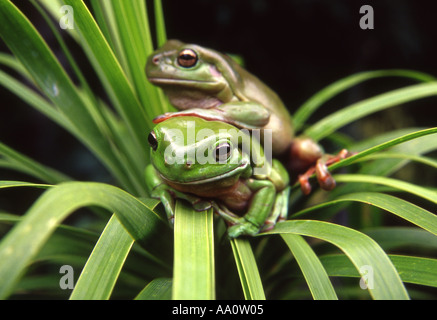 two green australian treefrogs on plant Stock Photo