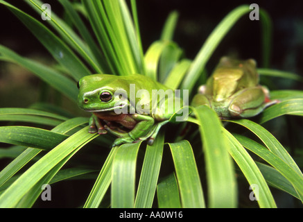 two green australian treefrogs on plant Stock Photo